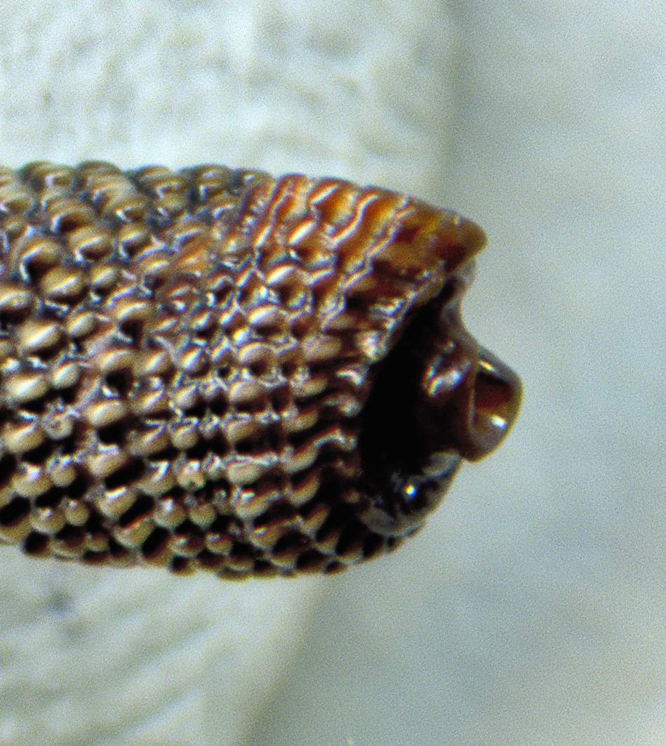 TRIPHORIDAE Marshallora adversa (Montagu, 1803) ?